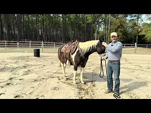 Bitless Bridle in Horsemanship-Hermetic Principles-Tropical Island Horsemanship Adventure Clinic