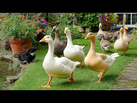 🦆 Healing Ducks – Relaxing Nature Video to Calm Anxiety, Stress and Mental Fatigue