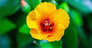 Mesmerizing Time Lapse Captures Hibiscus Bloom Stock Footage Video (100% Royalty-free) 1107434903 | Shutterstock