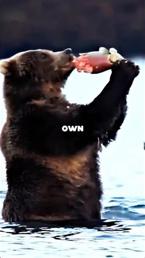 Joe Rogan Reveals the Darkest Truth About Bears