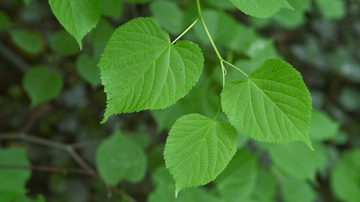 Large-leaved Lime (Tilia platyphyllos) - Woodland Trust