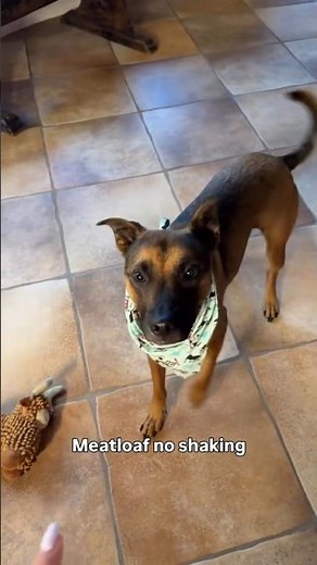 Nobody Told Me Cattle Dogs Were Like This 😂🐕