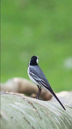 The white wagtail, Motacilla alba is a lively and active bird that we can meet almost everywhere