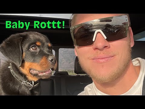 Our Rottweiler Puppies at 1 Month Old