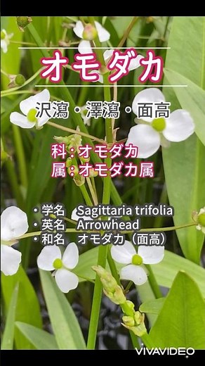 ⭐️オモダカ⭐️湖沼やため池、水路、水田などに生育する抽水〜湿生植物 #昔から愛されている花 #伝統的薬用植物