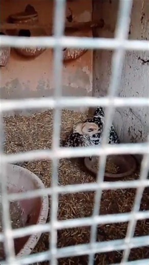 Hen and chicks 🤩 #shorts #sabirdsinfo #hen #chicks #viral #trending #choza #henchoza