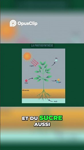 Photosynthesis Explained: The Secret to Plant Growth