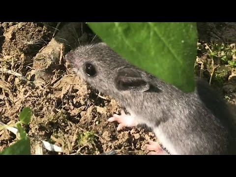 a day in the life of a FIELD MOUSE (natural habitat)