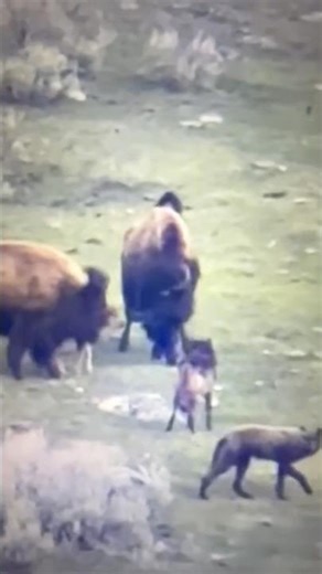 Brave Buffaloes rescue a mother Buffalo who faces off against a pack of Wolf’s to protect her baby.
