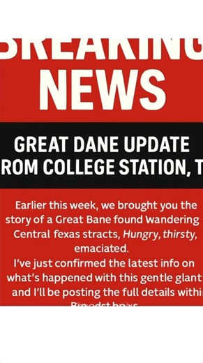 UPDATE: Sweet Senior - Great Dane. 📍 COLLEGE STATION, TEXAS Just got the information and processing it now. Wanted to get this out FIRST because SO MANY OF YOU wanted to know about this beautiful boy... wanted to adopt, foster, rescue... make him part of your family. I have the update coming shortly but I NEED YOU TO KNOW THIS We. Must. Be. Smart. More to come shortly. BACKGROUND from October 28, 2025: 🐾 Found in heartbreaking shape — starving, covered in bumps and injuries 💔 No microchip. No