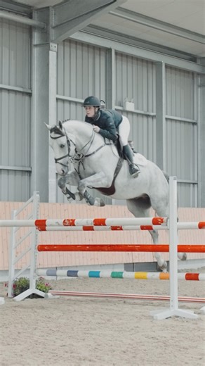 Meet Kingman II 👑 A 2020 gelding by Untouchable x Cornet Obolensky, Kingman II is a truly exciting young horse with a bright future ahead. This stunning 16.1hh, 5-year-old combines athleticism, scope, and a wonderful trainable temperament, making him an ideal prospect for both amateurs and professionals. He’s a careful jumper with lovely movement, displaying calm intelligence and a willing nature. A well-proportioned, modern type with clean lines and an elegant way of going, Kingman is both bra