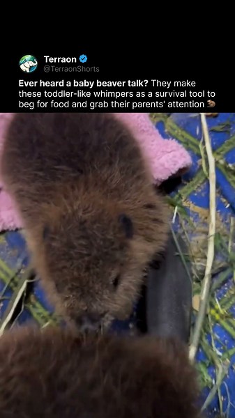 Baby Beavers Sound Like Toddlers 🦫