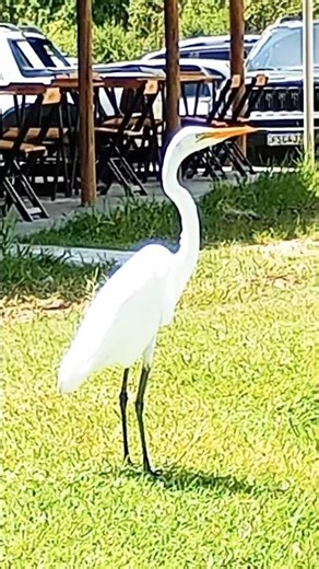 The Grace of the Great Egret