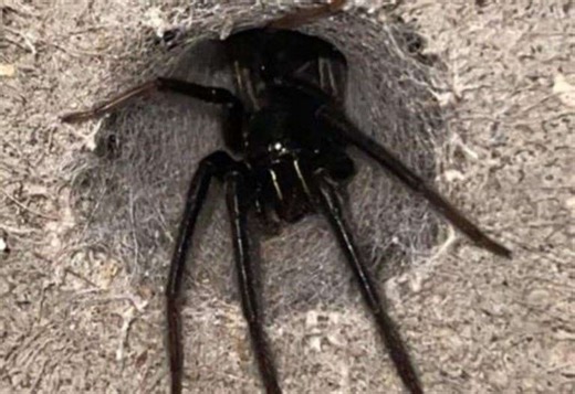 Children find colony of huge green-fanged spiders in garden