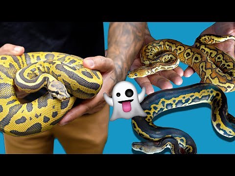 All Of My Hypo Ball Python Projects!