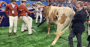 Bevo comes after Uga in scary mascot meeting