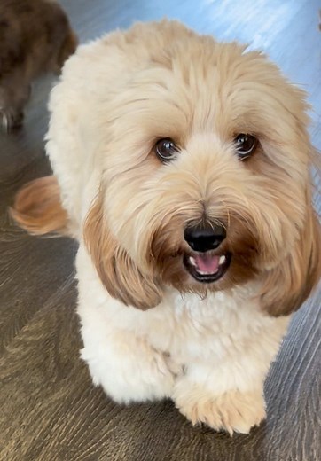 Dachshund Breeds: Mini & Silky Wire Haired Overview