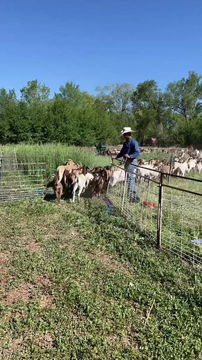 gallopinggoatgrazing on TikTok