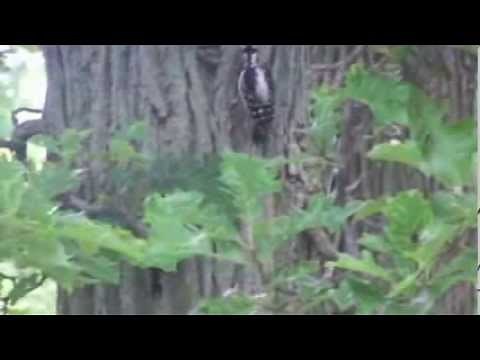 Akwesasne Animals :: Mohawk Language :: Kanienkéha