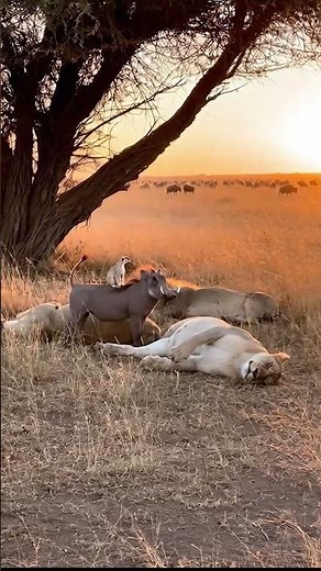 Meerkat & Warthog Drop Chemical Warfare Fart on Lions – Then Bolt 😂💀 #FunnyAnimals