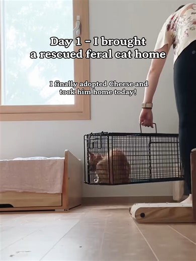 Providing Shelter for Rescued Animals