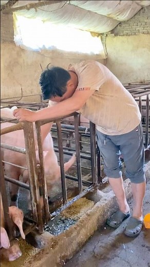 Smart Farming: Using Feed to Distract Pigs for Stress-Free Injections 👀