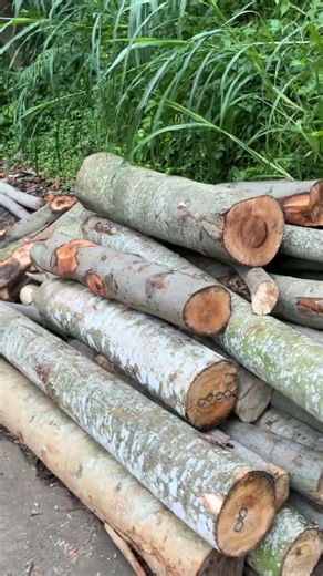 Hauling rice stems and logs. Java, Indonesia