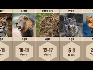 Animals Age Ranking | Animals Age Comparison