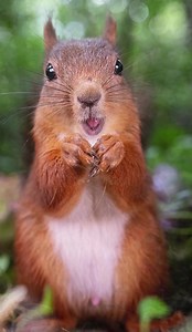 10K views · 3.1K reactions | Snacktime Surprise! As our fearless squirrel hero poses and enjoys a meal, a tiny bird swoops in for a daring attack. | Squirrels by Fotoscenen | Facebook