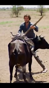 A python sat on a cow and a farmer chased it away with a stick #viralreels #instagood | MGTC Farming