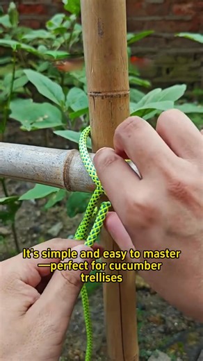 4.2K views · 36 reactions | The correct tying method for the figureeight vegetable trellis gardentok gardening101 planting planttips plantlover PlayfulGardener | Farmer Dean | Facebook