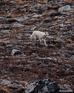 The White Wolf 📷 Richard Sidey with EYOS Expeditions | Richard Sidey