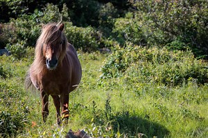 Wild Horses in Virginia: Population and Where to See Them