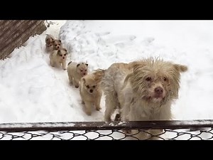 Hungry puppies line up in the snow waiting for their mother to beg for food