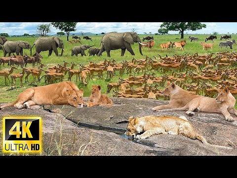 4K African Animals: Lower Zambezi National Park, Zambia - Scenic Wildlife Film With Real Sounds