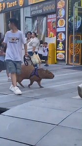 Graban a sujeto con capibara de mascota #pets #fyp #reels #capibara | El Ojo de Baii | Facebook