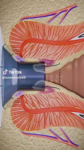 Understanding Colon Anatomy and Function