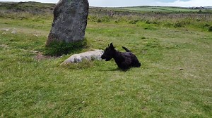8.7K views · 525 reactions | Islay discovered the purpose of the 4000 years old stones of Mên-an-Tol in Cornwall - Agility was developed in Great Britain - but a few thousand years earlier than we all thought! | Scottish Terrier Hitchcock’s Family and Legacy | Facebook