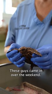 Dr. Barron and her team treat patients big and small. 🐢 Our Sea Turtle Hospital is a state-of-the-art facility equipped with the resources to diagnose, treat, and rehabilitate patients with a variety of needs. Donate today and support our rehabilitation efforts! https://marinelife.org/ways-to-give/ #oceanconservation #loggerheadmarinelifecenter #lmc #jupiterflorida #marineconservation #seaturtlerehabilitation | Loggerhead Marinelife Center