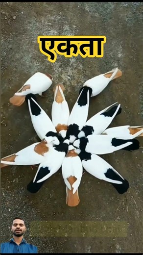 16 March 2026#pigeon sort video