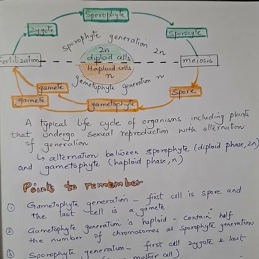 Sporophyte vs Gametophyte: The life cycle concept NEET students miss #Biology