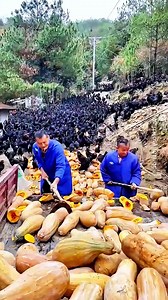 Ingenious Chinese Chicken Farming Methods