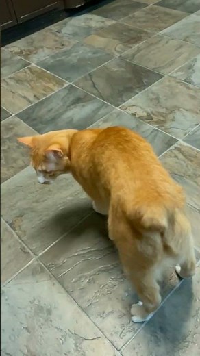 My Manx Cat meows for more for hours #catvideos #manx #meowing #cats #shorts #funny #silly