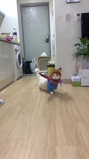 Adorable Cats in Costumes Captivate Viewers