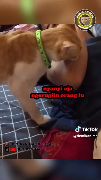 Funny Animal Dubbing Compilation | Hilarious Animal Voiceovers