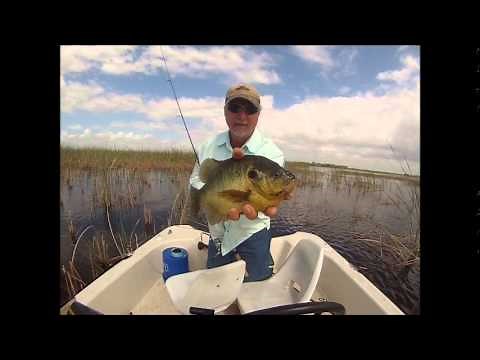 Catching a HUGE shell cracker on Lake Toho in Kissimmee, Florida
