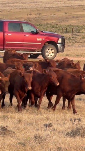150 Red Angus Bred Heifers | $3,850/Head #cattlemarket #angus #cattle #cattleforsale #bredheifers