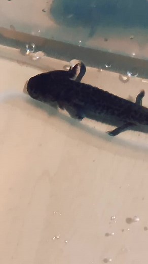 Setting up a Holding Tank for Your Axolotl