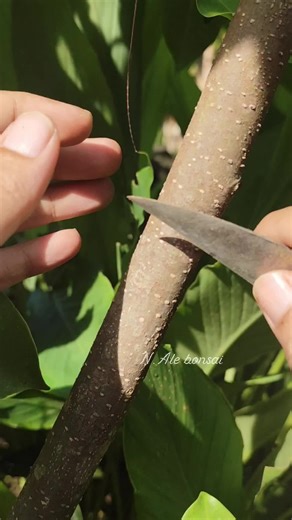 Easy Grafting Techniques for Beginner Plant Enthusiasts