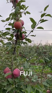 305 reactions · 27 shares |  FUJI - najsladšie pestované jablko na...